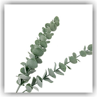 Bunzlau Eucalyptus - 60 cm (EU01)