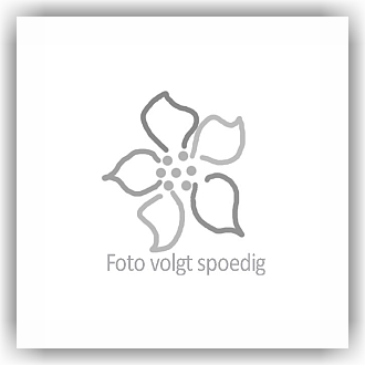 Bunzlau Tulp senseo mok 200ml (601342) - Floating Flowers (1278)