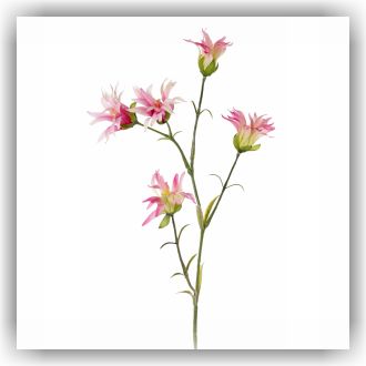 Bunzlau Japanse Dianthus - 65 cm (KB09)